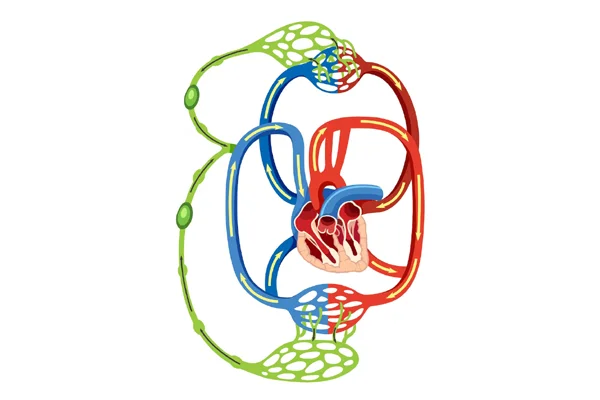 Retroperitoneal Lymph Node Dissection