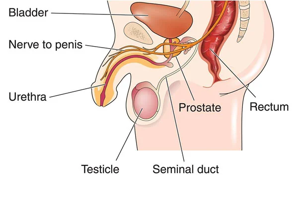 Penile and Urethral Cancer Surgery