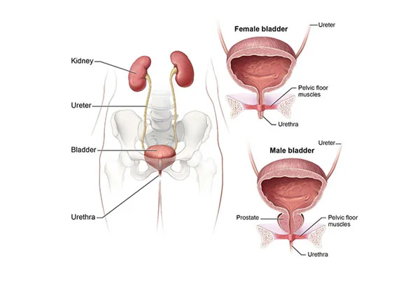 Robotic Pyeloplasty, Ureteric Reimplantation andReconstructive Procedures